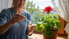 Muškáty a orchideje ožívají během několika týdnů – stačí jediná kapka tohoto domácího prostředku